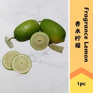 【香水柠檬】Fragrant lemon