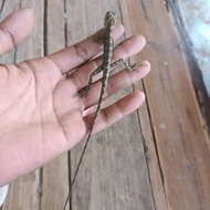 calotes bunglon warn