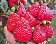 stroberi merah matang segar per mika