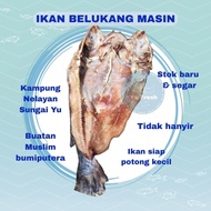 IKAN MASIN BELUKANG SUNGAI YU