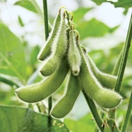 15 เมล็ด ถั่วแระญี่ปุ่น ถั่วแระ หรือ เอดะมาเมะ (Edamame) Seeds