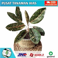 Tanaman Hias Aglonema Donacarmen -Tanaman Hidup - Tanaman Aglonema - Aglonema Donacarmen - Aglonema