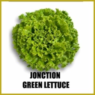 ◳ ◹ ❀ RIJK ZWAAN LETTUCE SEEDS 50 SEEDS PER PACK