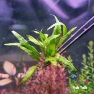 [LOCAL SELLER] Mini Java Fern (Aquascape/Aquarium/Moss/Shrimp/Fish/Vivarium/Plant)