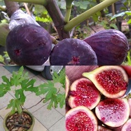 POKOK TIN BLACK JACK HYBRID