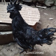 Pejantan Ayam Cemani Lidah Hitam Asli Ternak Sendiri (Sudah Kawin) New