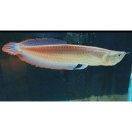 Ikan arwana/arowana silver red/Brazil ukuran 6-8cm