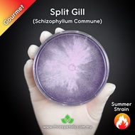 Split Gill (Schizophyllum Commune) Live Mycelium Mushroom Culture Spawn Seed