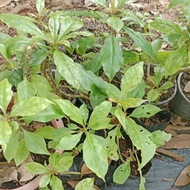 Anak Pokok Duri 7 dalam polibeg