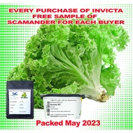 INVICTA BATAVIA LETTUCE SEEDS (1000 PILLS ORIGINAL PACK ) BY RIJK ZWAAN with free SCAMANDER