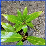 ▫ ⇧ ⚛ PHILODENDRON ORLANDO PLANT FOR SALE