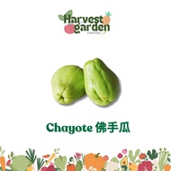Chayote // Labu Siam 佛手瓜 1PCS Daily Fresh Vegetable