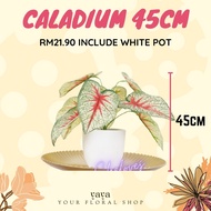 [HOT] Home Decor Caladium / Keladi Cat Tumpah 45cm Termasuk Pasu Putih | Pokok Plastik | Fast Shipping | Murah | Viral