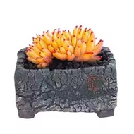 Orca Ike Soul Embellished Succulent Rare Office Balcony Green Plant Potted Easy to Care New Premium 