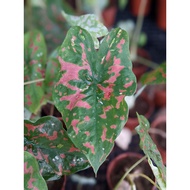 Caladium Poison Dart Frog - Rare and Exotic Looking, Multi-Colour House Plant