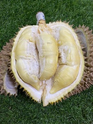 durian montong utuh bulat - jawa