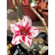 Adenium Live Plants / Kemboja Somalense Grafting Lipstick