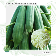 (10 Biji) Benih Bibit Biji - Buah Pepaya Thai Papaya Krang Inco 5 Seeds - Pepaya Thailand Untuk Memb