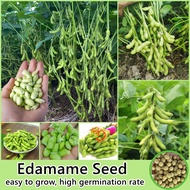 Edamame Seed Vegetable Seeds for Planting (50 Seeds/Pack)  High Yield Vegetable Seed Organic Vegetab