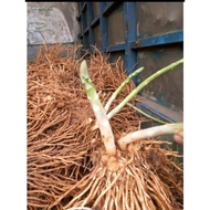 Combo of 03 super beautiful asparagus roots