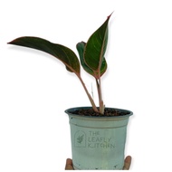 ♞AGLAONEMA  PINK Chinese Evergreen rooted &amp; Potted plants indoor plants
