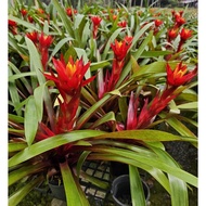 Guzmania Royal Crown