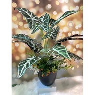 POKOK KELADI FRESH LOOK Pokok Hiasan Artificial Berpasu / Articificial Green Plant / Pokok Hiasan Ru