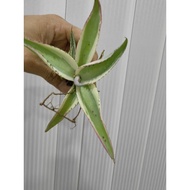 agave Guiengolo Creme Brulee