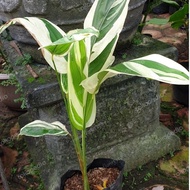 PROMO pohon heliconia variegata / pisang pisangan variegata / tanaman