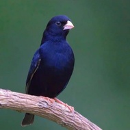 burung indigo village finch pilihan