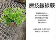 心栽花坊-舞技鐵線蕨/綴化鐵線蕨/4吋/蕨類/綠化植物/室內植物/觀葉植物/蕨類/售價300特價250