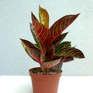 Tanaman hias aglonema red sumatra - aglaonema pride of sumatra