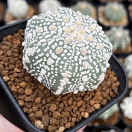 Kaktus Astrophytum Asterias Super Kabuto V-Type | V-Type Indukan Ready