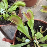 Venus Flytrap (Dionaea muscipula) – Carnivorous Plant
