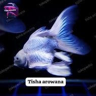 Ikan short body sb koi butterfly platinum slayer exotic fish impor