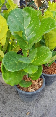 ต้นสนใบสัก ไม้ฟอกอากาศ fiddle leaf fig tree ที่ปลูกในบ้านได้ หรูหรา ไม้มงคลเสริมฮวงจุ้ย ติด1ใน10ไม้ป