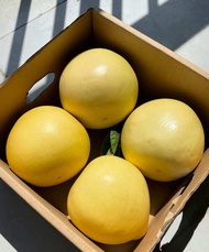 China Red pomelo Sweet & Juicy Fruits Gift Box 4pcs in Box