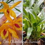 anggrek dendrobium chantaboon sunrise jumbo dewasa