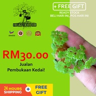 (100% Free Shipping) 1KG Azolla Microphylla + Free Gift