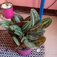 Calathea Medallion Plant