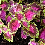 ♞,♘,♙Mother Plant Coleus Mayana, Live Plant (Farmer's Daughter)