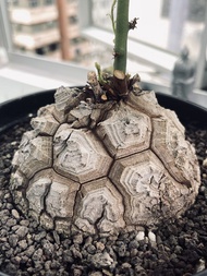 南非龜甲龍｜Dioscorea elephantipes｜ ｜———｜塊根植物｜象牙宮｜龜甲龍｜曲刺妖炎｜橄欖｜象足漆樹｜多肉植物｜龍舌蘭｜嚴龍｜