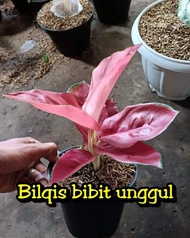 Ready, Bibit Bunga Aglonema Aglonema Red Cherry