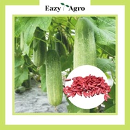 Biji Benih Timun Cucumber Seeds 15pcs 30pcs 0.5g 1g [Eazy Agro]