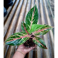 Tanaman Hias Aglonema Buterfly / Tanaman Hias Bunga Buterfly Murah (Aglaonema/Srirejeki)