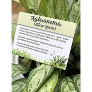 Aglaonema Plant Signage