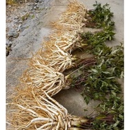 2 kg of ginseng, 2/3 roots, 1 kg