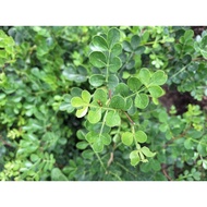 Pokok Vilvam 7 daun / dekorasi tanaman/ tahan panas