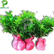 Bibit Bonsai Ficus Elegan Bibit Bonsai Beringin Elegan Tanaman Picus Elegan Ori Bibit Pohon Beringin