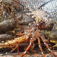 Baby Lobster Hidup (Live) Seafood Terlaris|Best Seller STOK READY